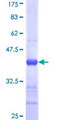 GALNT2 Protein - 12.5% SDS-PAGE Stained with Coomassie Blue.
