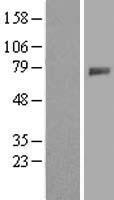 GALNT4 Protein - Western validation with an anti-DDK antibody * L: Control HEK293 lysate R: Over-expression lysate