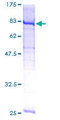 GALNT4 Protein - 12.5% SDS-PAGE of human GALNT4 stained with Coomassie Blue