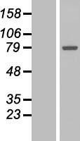 GALNT7 Protein - Western validation with an anti-DDK antibody * L: Control HEK293 lysate R: Over-expression lysate
