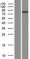 GALNT8 Protein - Western validation with an anti-DDK antibody * L: Control HEK293 lysate R: Over-expression lysate
