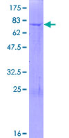 GALNTL5 Protein - 12.5% SDS-PAGE of human GALNTL5 stained with Coomassie Blue