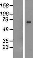 GALNTL6 Protein - Western validation with an anti-DDK antibody * L: Control HEK293 lysate R: Over-expression lysate