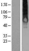 GALR1 / Galanin Receptor 1 Protein - Western validation with an anti-DDK antibody * L: Control HEK293 lysate R: Over-expression lysate
