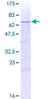 GALT4 / B3GALT4 Protein - 12.5% SDS-PAGE of human B3GALT4 stained with Coomassie Blue
