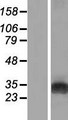 GAMT Protein - Western validation with an anti-DDK antibody * L: Control HEK293 lysate R: Over-expression lysate