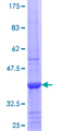 GAMT Protein - 12.5% SDS-PAGE Stained with Coomassie Blue.