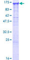 GANAB / Alpha Glucosidase II Protein - 12.5% SDS-PAGE of human GANAB stained with Coomassie Blue