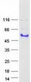 GAP43 Protein - Purified recombinant protein GAP43 was analyzed by SDS-PAGE gel and Coomassie Blue Staining