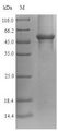 GAPDH Protein - (Tris-Glycine gel) Discontinuous SDS-PAGE (reduced) with 5% enrichment gel and 15% separation gel.