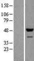 GAPDHS / GAPDS Protein - Western validation with an anti-DDK antibody * L: Control HEK293 lysate R: Over-expression lysate
