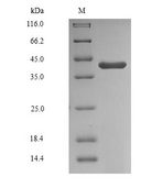 GAPDHS / GAPDS Protein - (Tris-Glycine gel) Discontinuous SDS-PAGE (reduced) with 5% enrichment gel and 15% separation gel.