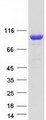 GAPIII / RASA3 Protein - Purified recombinant protein RASA3 was analyzed by SDS-PAGE gel and Coomassie Blue Staining