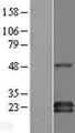 GAPT Protein - Western validation with an anti-DDK antibody * L: Control HEK293 lysate R: Over-expression lysate
