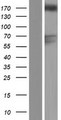 GAPVD1 Protein - Western validation with an anti-DDK antibody * L: Control HEK293 lysate R: Over-expression lysate