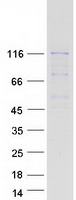 GARNL3 Protein - Purified recombinant protein GARNL3 was analyzed by SDS-PAGE gel and Coomassie Blue Staining