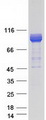 GARNL4 Protein - Purified recombinant protein RAP1GAP2 was analyzed by SDS-PAGE gel and Coomassie Blue Staining