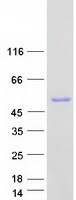 GART / GARS Protein - Purified recombinant protein GART was analyzed by SDS-PAGE gel and Coomassie Blue Staining