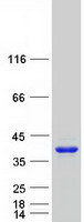 GAS2 Protein - Purified recombinant protein GAS2 was analyzed by SDS-PAGE gel and Coomassie Blue Staining