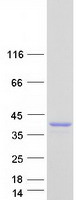 GAS2 Protein - Purified recombinant protein GAS2 was analyzed by SDS-PAGE gel and Coomassie Blue Staining