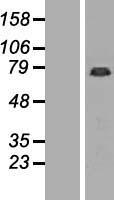 GAS2L1 Protein - Western validation with an anti-DDK antibody * L: Control HEK293 lysate R: Over-expression lysate
