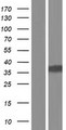 GAS2L1 Protein - Western validation with an anti-DDK antibody * L: Control HEK293 lysate R: Over-expression lysate