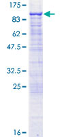 GAS2L3 Protein - 12.5% SDS-PAGE of human GAS2L3 stained with Coomassie Blue