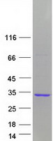 GAS41 Protein - Purified recombinant protein YEATS4 was analyzed by SDS-PAGE gel and Coomassie Blue Staining