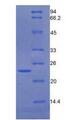 GAS6 Protein - Active Growth Arrest Specific Protein 6 (GAS6) by SDS-PAGE