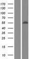 GAS7 Protein - Western validation with an anti-DDK antibody * L: Control HEK293 lysate R: Over-expression lysate