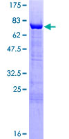 GAS7 Protein - 12.5% SDS-PAGE of human GAS7 stained with Coomassie Blue