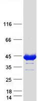 GAS7 Protein - Purified recombinant protein GAS7 was analyzed by SDS-PAGE gel and Coomassie Blue Staining