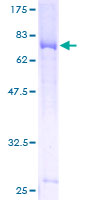 Gasdermin D / GSDMD Protein - 12.5% SDS-PAGE of human GSDMDC1 stained with Coomassie Blue