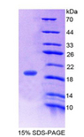 Gastric Inhibitory Peptide Protein - Recombinant Gastric Inhibitory Polypeptide By SDS-PAGE
