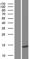 Gastrin Releasing Peptide Protein - Western validation with an anti-DDK antibody * L: Control HEK293 lysate R: Over-expression lysate