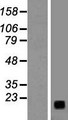 Gastrin Releasing Peptide Protein - Western validation with an anti-DDK antibody * L: Control HEK293 lysate R: Over-expression lysate
