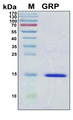 Gastrin Releasing Peptide Protein - SDS-PAGE under reducing conditions and visualized by Coomassie blue staining