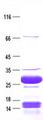 Gastrin Releasing Peptide Protein