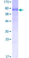 GATA2 Protein - 12.5% SDS-PAGE of human GATA2 stained with Coomassie Blue