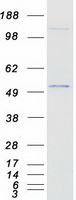 GATA2 Protein - Purified recombinant protein GATA2 was analyzed by SDS-PAGE gel and Coomassie Blue Staining