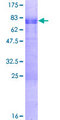 GATA3 Protein - 12.5% SDS-PAGE of human GATA3 stained with Coomassie Blue
