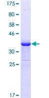 GATA3 Protein - 12.5% SDS-PAGE Stained with Coomassie Blue