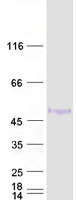 GATA3 Protein - Purified recombinant protein GATA3 was analyzed by SDS-PAGE gel and Coomassie Blue Staining