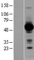 GATA4 Protein - Western validation with an anti-DDK antibody * L: Control HEK293 lysate R: Over-expression lysate