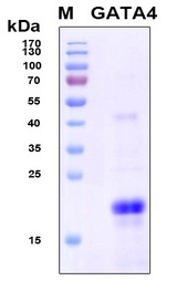 GATA4 Protein - SDS-PAGE under reducing conditions and visualized by Coomassie blue staining