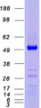 GATA4 Protein - Purified recombinant protein GATA4 was analyzed by SDS-PAGE gel and Coomassie Blue Staining