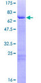 GATA5 Protein - 12.5% SDS-PAGE of human GATA5 stained with Coomassie Blue