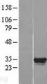 GATAD1 Protein - Western validation with an anti-DDK antibody * L: Control HEK293 lysate R: Over-expression lysate