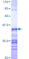 GATAD2A Protein - 12.5% SDS-PAGE Stained with Coomassie Blue.