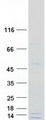 GATC Protein - Purified recombinant protein GATC was analyzed by SDS-PAGE gel and Coomassie Blue Staining